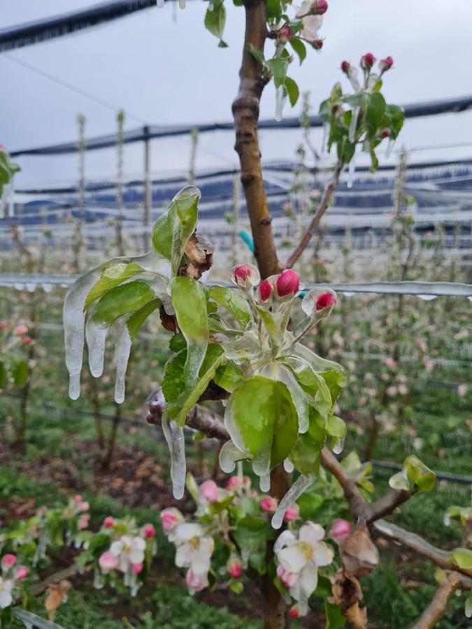 Versigglhof Eppan an der Weinstraße Exteriör bild