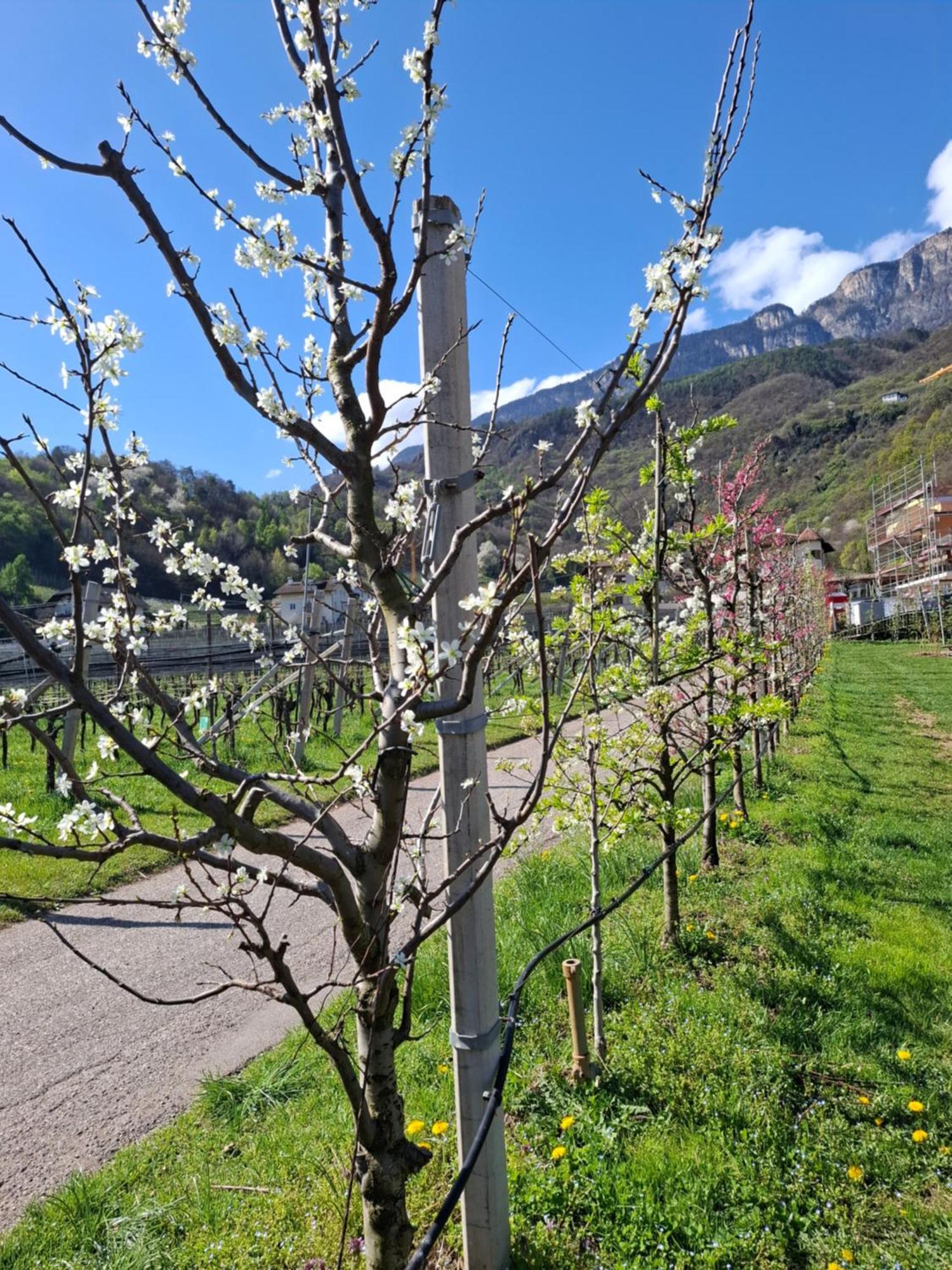 Versigglhof Eppan an der Weinstraße Exteriör bild