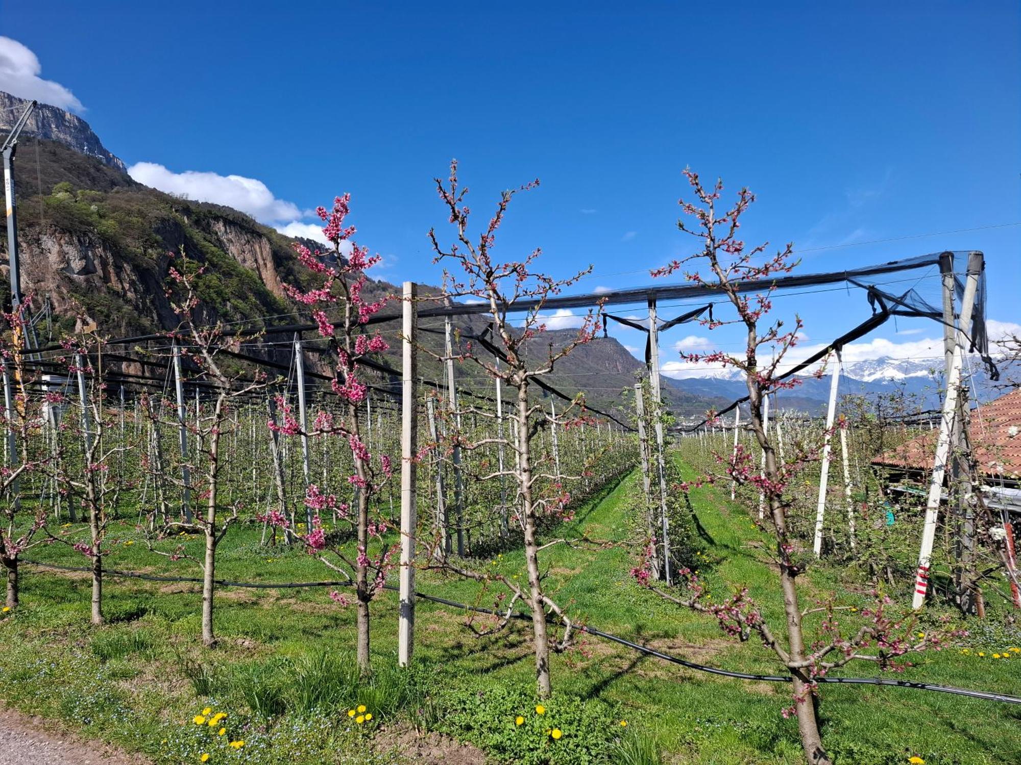 Versigglhof Eppan an der Weinstraße Exteriör bild